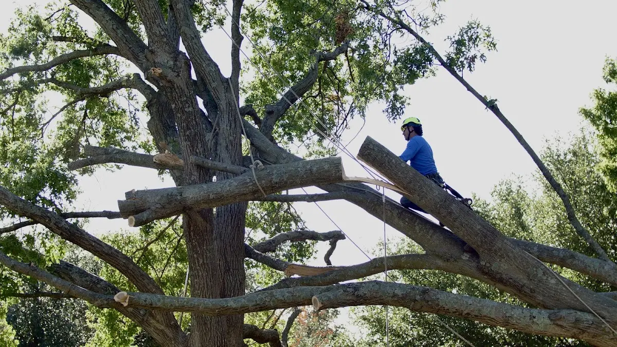 Professional Crown Thinning performed by certified arborists in Dunbar