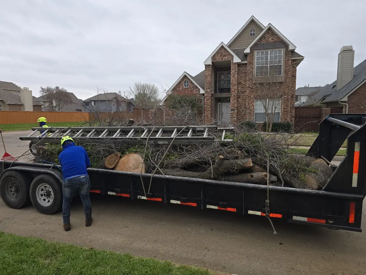 Expert Tree Removal with proper safety equipment in Dunbar